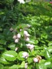 Lamium maculatum Roseum