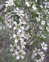 Leptospermum polygalifolium cismontanum