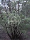 Leptospermum polygalifolium cismontanum