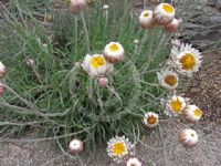 Leucochrysum albicans alpinum