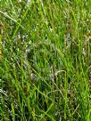 Lomandra confertifolia pallida