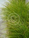 Lomandra confertifolia pallida