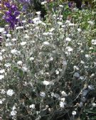 Lychnis coronaria Alba