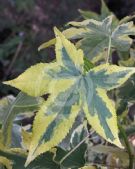 Liquidambar styraciflua Golden Treasure