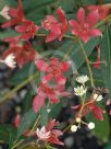 Ceratopetalum gummiferum Albery's Red