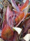 Canna Phasion