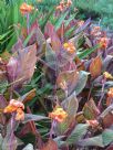 Canna Phasion