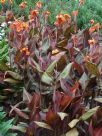 Canna Phasion