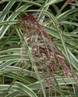 Miscanthus sinensis Variegatus