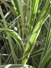 Miscanthus sinensis Variegatus