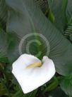 Zantedeschia aethiopica Childsiana