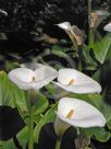 Zantedeschia aethiopica Childsiana