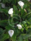 Zantedeschia aethiopica Childsiana