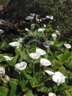 Zantedeschia aethiopica Childsiana