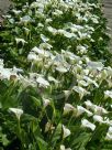 Zantedeschia aethiopica Childsiana