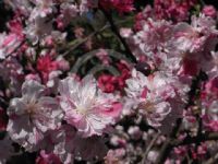 Prunus persica Versicolor