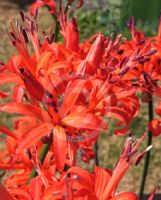 Nerine Fothergillii Major