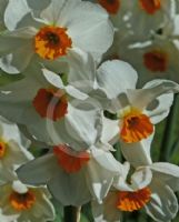 Narcissus Division 8 Geranium