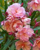 Nerium oleander Carneum Plenum