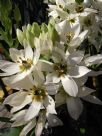 Ornithogalum thyrsoides Chesapeake Snowflake