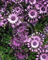 Osteospermum Nasinga Purple