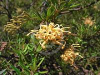 Grevillea Goldfever