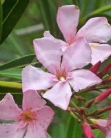 Nerium oleander Punctatum