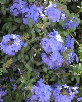 Plumbago auriculata Royal Cape