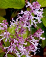 Plectranthus ecklonii Erma