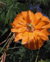 Papaver atlanticum Flore Pleno