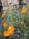 Papaver atlanticum Flore Pleno