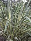 Phormium tenax Variegatum