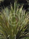 Phormium tenax Variegatum