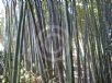 Phyllostachys vivax