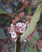 Physocarpus opulifolius Diabolo