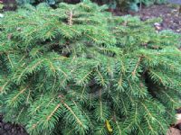 Picea abies Nidiformis