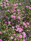 Pimelea ferruginea Bonne Petite