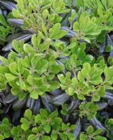 Pittosporum tobira Wheeler's Dwarf