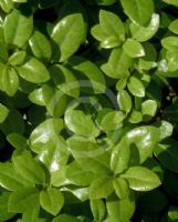 Pittosporum tenuifolium Golf Ball