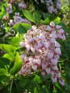 Pieris japonica Christmas Cheer