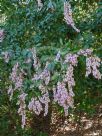 Pieris japonica Christmas Cheer