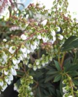 Pieris japonica Sarabande