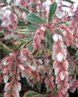 Pieris japonica White Rim