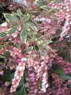 Pieris japonica White Rim