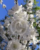 Prunus persica Alba Plena