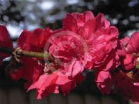 Prunus persica Harbinger