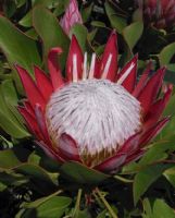 Protea cynaroides Little Prince