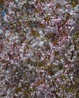 Prunus subhirtella Pendula