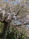 Prunus subhirtella Pendula