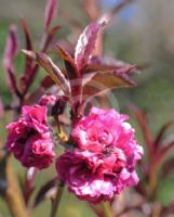 Prunus dulcis Purpurea